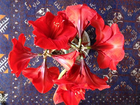 Amaryllis Red Hd Wallpaper Rare Gallery