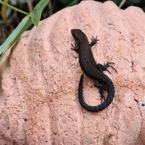 Salamander Sjöhagen Södermanland Sweden Sörmland Pierre