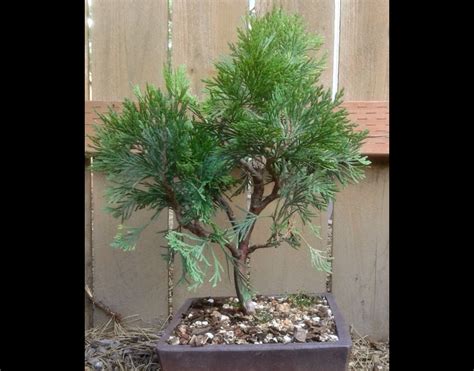 Arborvitae Bonsai Pregnancy Informations