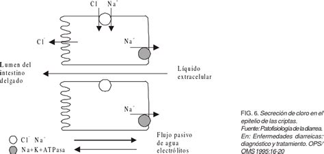 Figure From Fisiopatolog A De La Diarrea Aguda Semantic Scholar