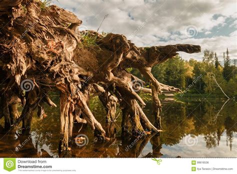 Picturesque Stump With Old Crooked Roots Stock Photo Image Of Forest