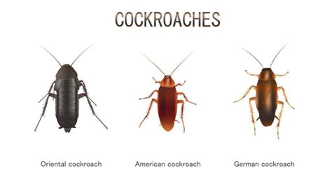 Cockroach Types: The Complete List of Roach Species - A-Z Animals