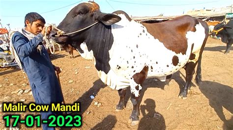 Malir Mandi Karachi Cattle Update 17 01 2023 Biggest Bull Sirf 2 Dant