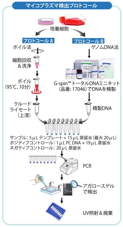 e Myco VALiD マイコプラズマ PCR 検出キット 高感度培養細胞中の幅広いマイコプラズマMycoplasma種を