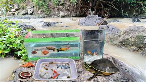 Mendapatkan Ikan Hias Ikan Cupang Ikan Koi Luwing Dan Kura Kura YouTube