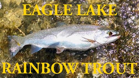 Amazing Eagle Lake Rainbow Trout Youtube