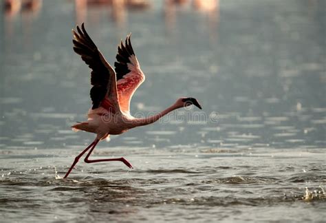 Lesser Flamingo Running To Fly At Bagoria Lake Kenya Stock Image