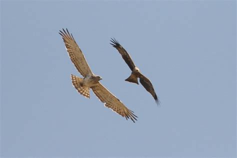 Black Kite And Short Toed Snake Eagle Yunzhuche Jin Flickr