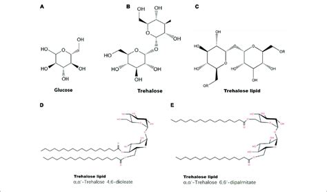 Structures Of Glucose Trehalose And A Trehalose Lipid Complex A