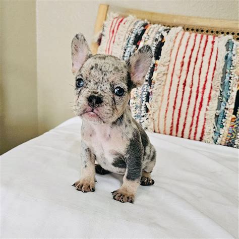 Blue Merle French Bulldog puppies for sale in Houston