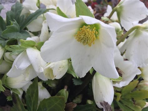 Weiße Schönheit Christrosen in meinem Garten Flickr