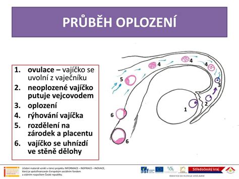 Ppt Rozmno Ovac Soustava Lov Ka Powerpoint Presentation Free