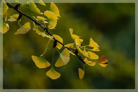 Ginkgo biloba autres noms arbre aux quarante écu Flickr