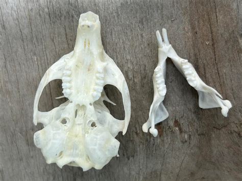 piute ground squirrel skull  craniates curiosites oddity sales