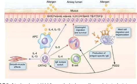 [PDF] Lebrikizumab in the personalized management of asthma | Semantic ...