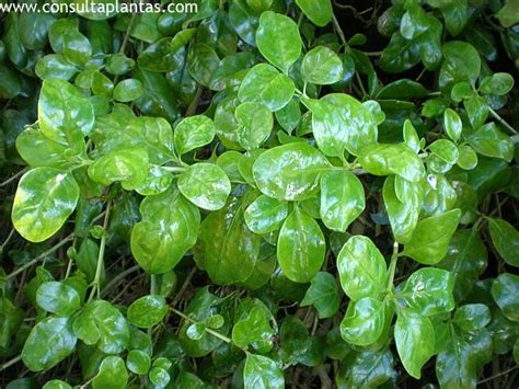 Coprosma Repens O Planta Espejo Cuidados