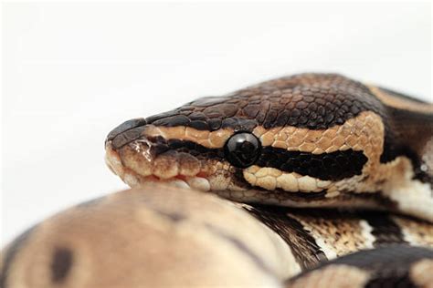 Snake Constricting Photos Stock Photos, Pictures & Royalty-Free Images ...