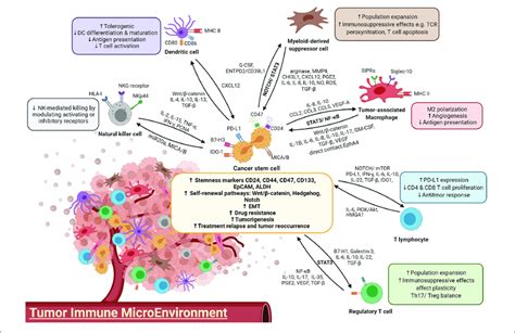 A Diagram Illustrating The Crosstalk Between Immune Cells And Cscs Download Scientific Diagram