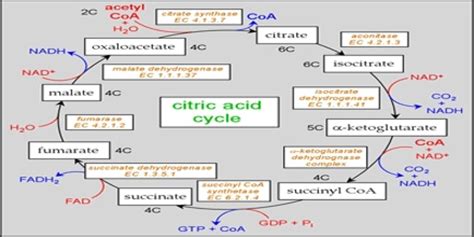 Citric Acid Cycle - Assignment Point