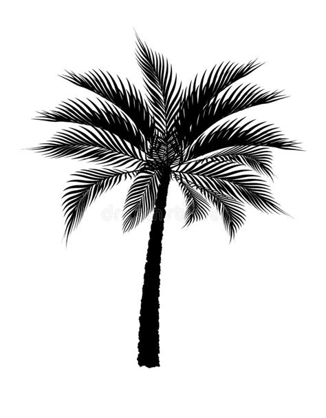 Un Palmier Tropical Dans Le Noir D Isolement Sur Le Fond Blanc