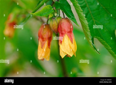 abutilon  res stock photography  images alamy