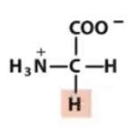 Biochemistry Exam Flashcards Quizlet