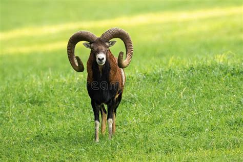 Male Mouflon With Big Horns Standing In Meadow. Stock Photo - Image of grazing, ovis: 111708650