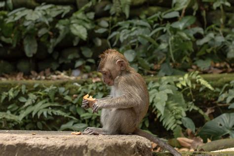 The Ultimate Guide To The Ubud Monkey Forest In Bali Acouplescalling