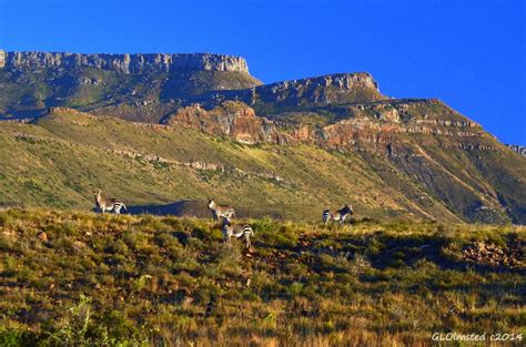 Diversity In Karoo National Park South Africa Geogypsy