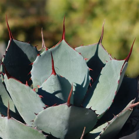 Shop Artichoke Agave Plant Agave Parryi Truncata Care And Info