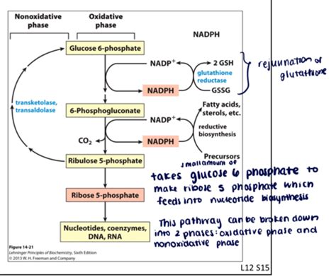 Lecture 11: Glycolysis Flashcards | Quizlet