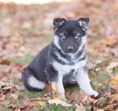 Droll German Shepherd Husky Mix Puppies For Sale Near Me L Sanpiero