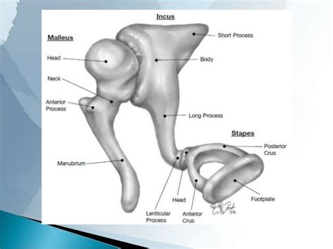 ANATOMY OF MIDDLE EAR CLEFT