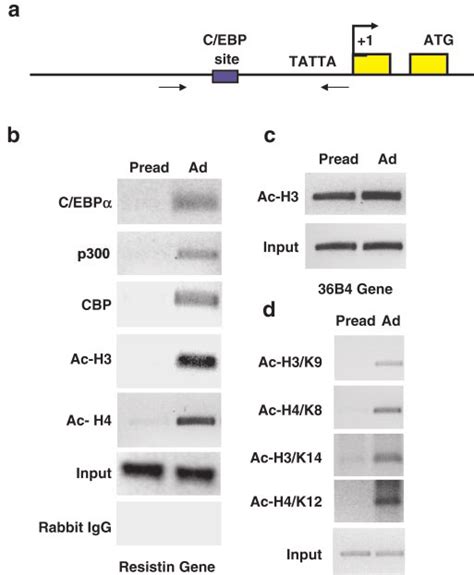 Chromatin Immunoprecipitation Assays Of Resistin Promoter In