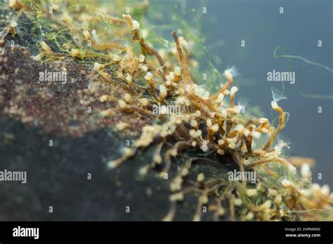 Freshwater Moss Animal Plumatella Fruticosa Stock Photo Alamy