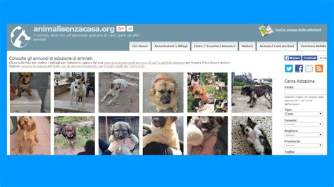 Adottare Un Cane Siti E App Che Possono Aiutare Fastwebplus