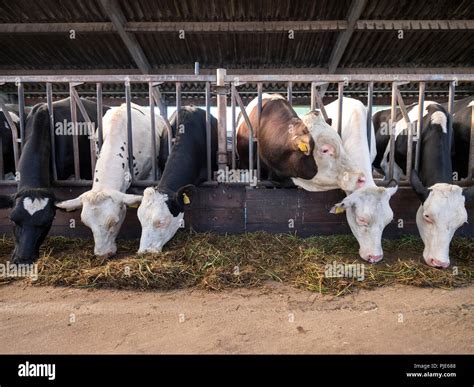 Black And White Holstein Cows Feed Inside Barn On Dutch Farm In Holland