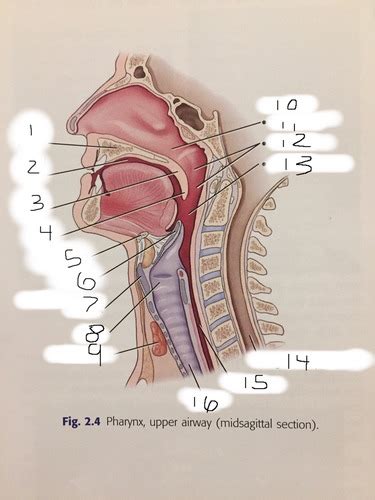 Pharynx Upper Airway Diagram Flashcards Quizlet