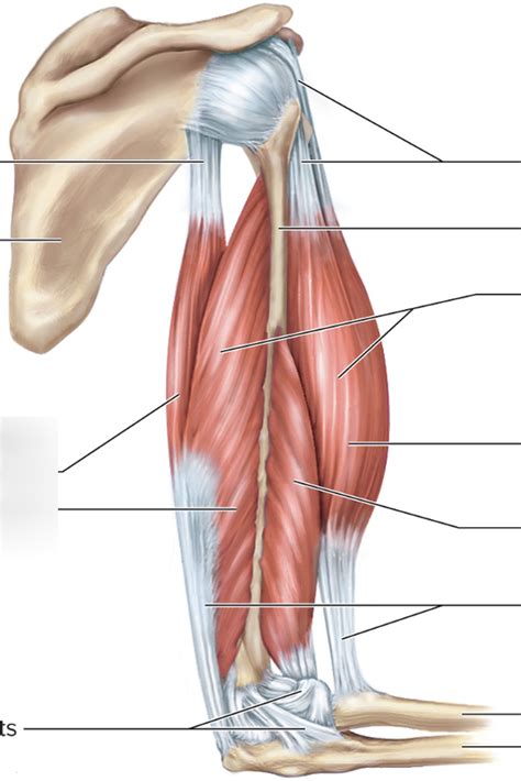 FA The Muscular System Muscles Of The Elbow And Forearm Exam 2 Review