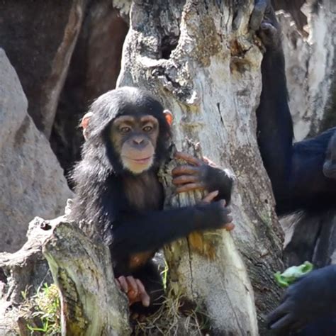 COCO исполнилось 10 месяцев в Биопарке Валенсии
