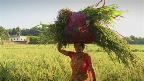 The Seeds Of Vandana Shiva 2021