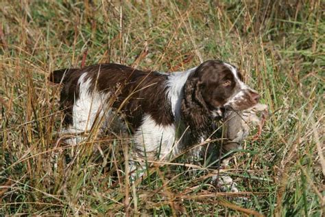 32 Hunting Dog Names Perfect for Your Partner in the Field