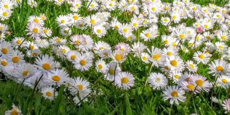 8 Common Plants With Little White Flowers in Grass