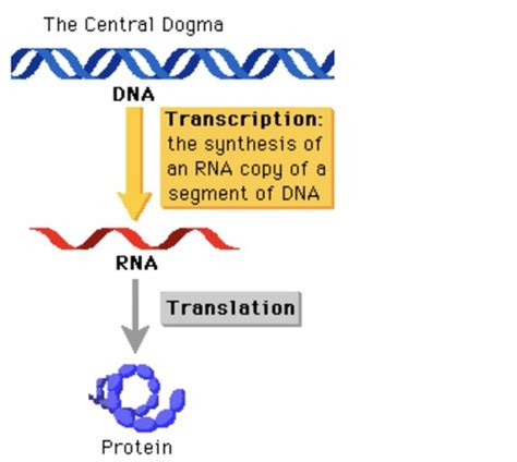 Genetics Ch Flashcards Quizlet