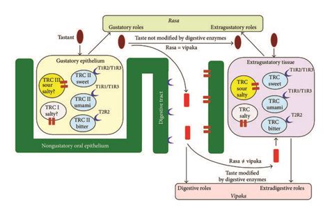 Rasa Taste Versus Vipaka Taste After Digestion TRC Taste Receptor