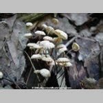 Americanmushrooms Pinwheel Marasmius Marasmius Rotula Collarium