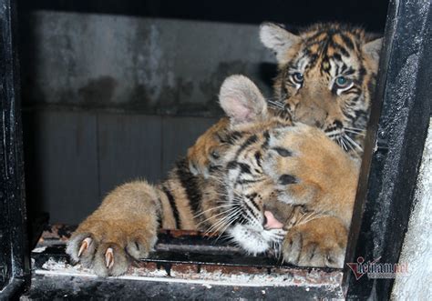 The story behind the only photo of a wild tiger in Vietnam