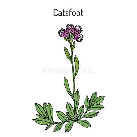 Stoloniferous Pussytoes Stock Illustrations Stoloniferous Pussytoes