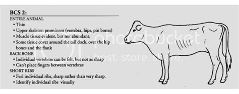 Anatomy of cattle! | BackYardHerds - Goats, Horses, Sheep, Pigs & more | Cattle, Animal science ...