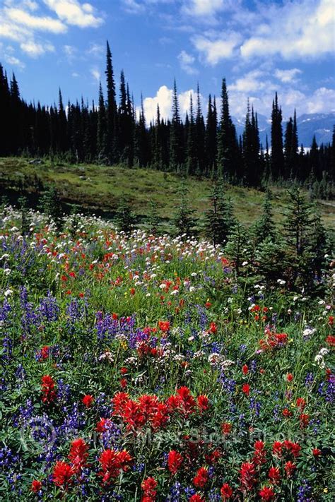 Mount Revelstoke National Park Canadian Rockies Bc British Columbia